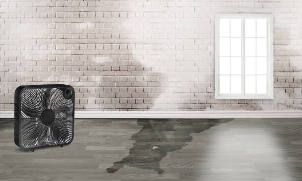 Best Water damage restoration specialists  in Georgetown, DE